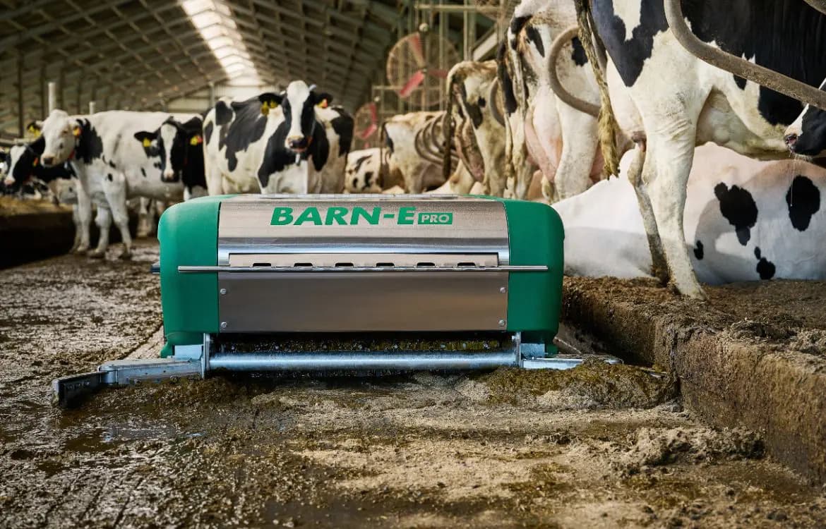 Autonomous manure robot in a dairy barn
